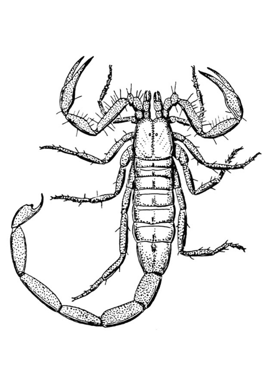 imagini de colorat scorpion